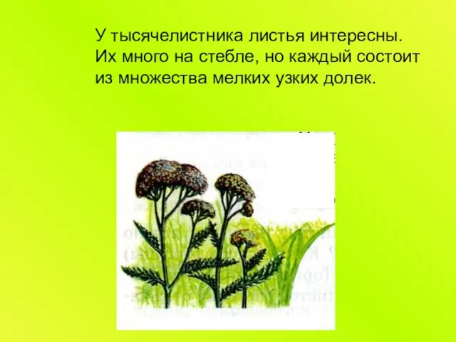 У тысячелистника листья интересны. Их много на стебле, но каждый состоит из множества мелких узких долек.