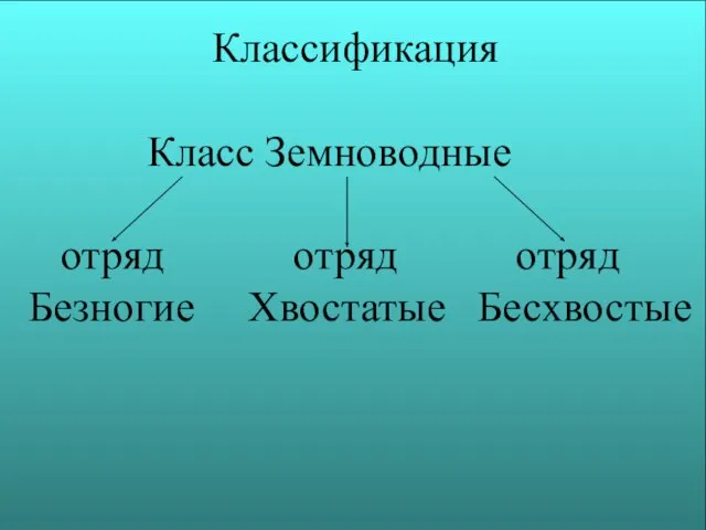 Классификация Класс Земноводные отряд отряд отряд Безногие Хвостатые Бесхвостые