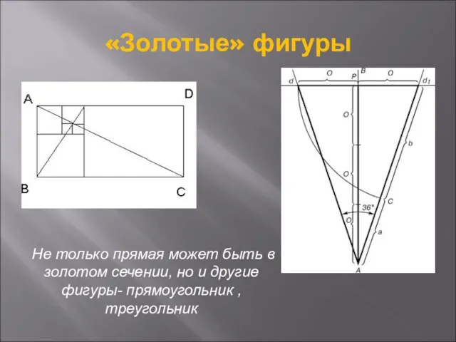 «Золотые» фигуры Не только прямая может быть в золотом сечении, но и