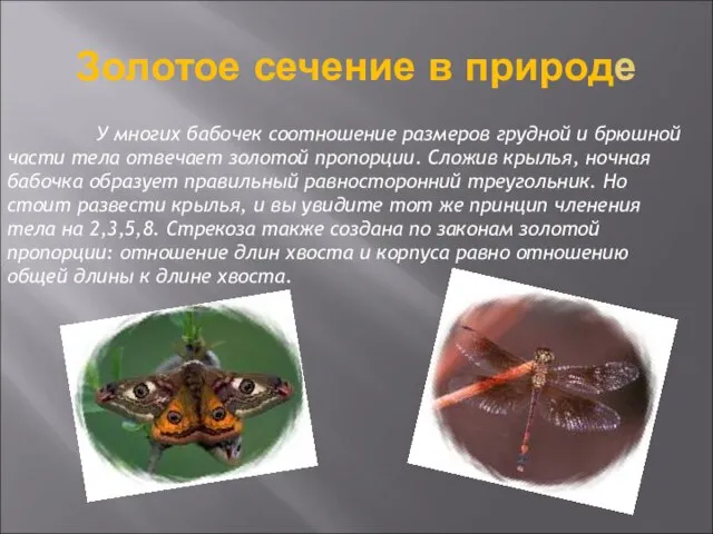 Золотое сечение в природе У многих бабочек соотношение размеров грудной и брюшной