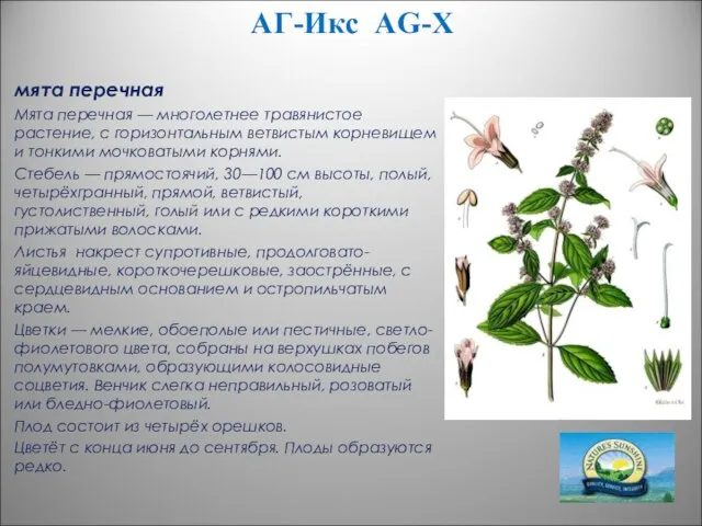 АГ-Икс AG-X мята перечная Мята перечная — многолетнее травянистое растение, с горизонтальным