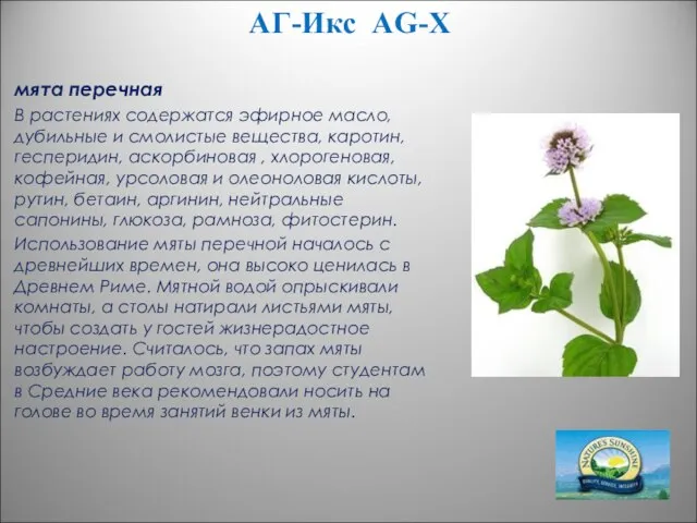 АГ-Икс AG-X мята перечная В растениях содержатся эфирное масло, дубильные и смолистые