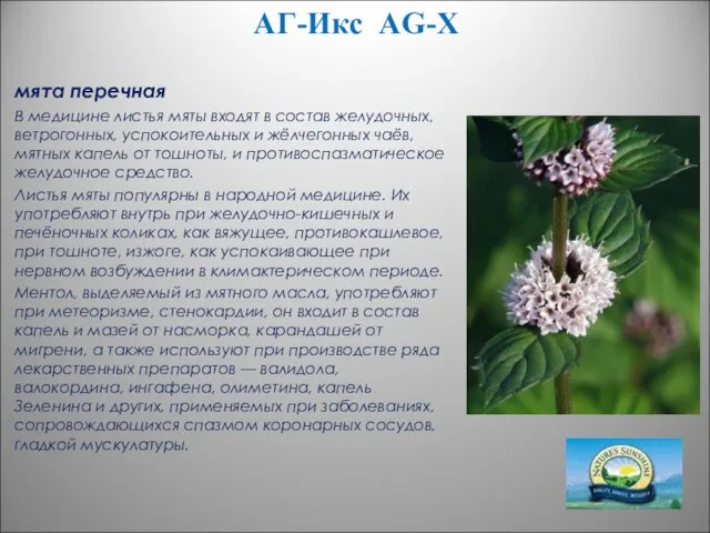 АГ-Икс AG-X мята перечная В медицине листья мяты входят в состав желудочных,