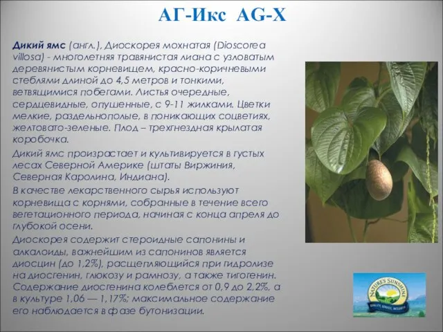 АГ-Икс AG-X Дикий ямс (англ.), Диоскорея мохнатая (Dioscorea villosa) - многолетняя травянистая