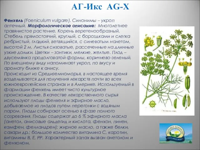 АГ-Икс AG-X Фенхель (Foeniculum vulgare). Синонимы – укроп аптечный. Морфологическое описание: Многолетнее