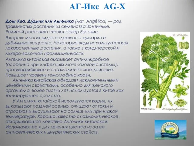 АГ-Икс AG-X Донг Ква, Ду́дник или Ангелика (лат. Angélica) — род травянистых