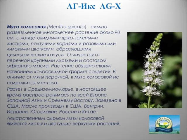 АГ-Икс AG-X Мята колосовая (Mentha spicata) - сильно разветвленное многолетнее растение около