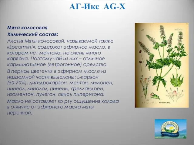 АГ-Икс AG-X Мята колосовая Химический состав: Листья Мяты колосовой, называемой также «Spearmint»,
