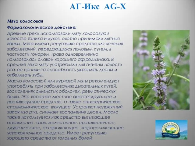 АГ-Икс AG-X Мята колосовая Фармакологическое действие: Древние греки использовали мяту колосовую в