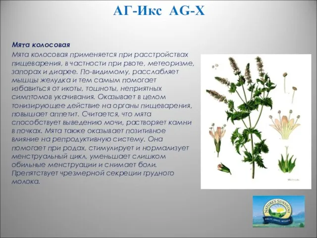 АГ-Икс AG-X Мята колосовая Мята колосовая применяется при расстройствах пищеварения, в частности