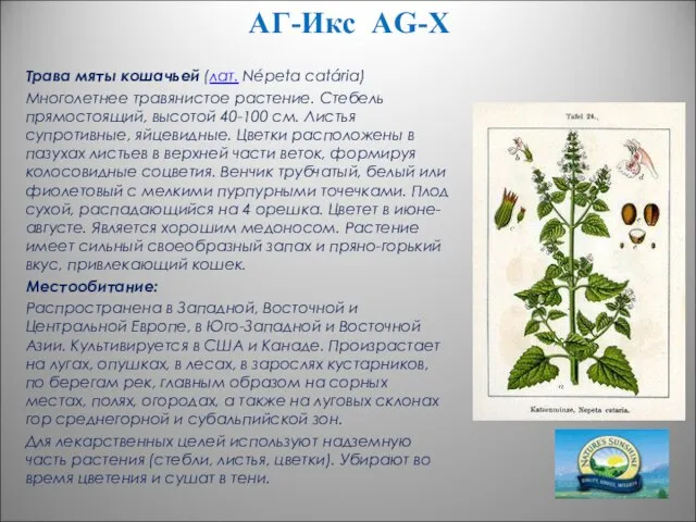 АГ-Икс AG-X Трава мяты кошачьей (лат. Népeta catária) Многолетнее травянистое растение. Стебель