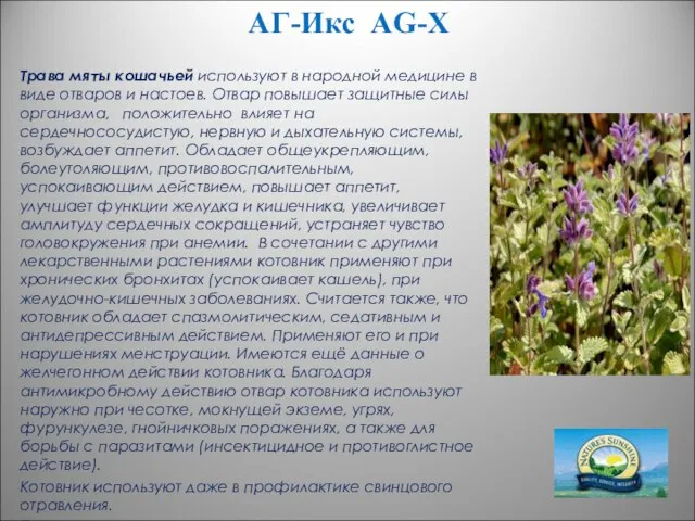 АГ-Икс AG-X Трава мяты кошачьей используют в народной медицине в виде отваров