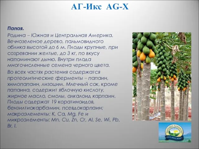АГ-Икс AG-X Папая. Родина – Южная и Центральная Америка. Вечнозеленое дерево, пальмовидного