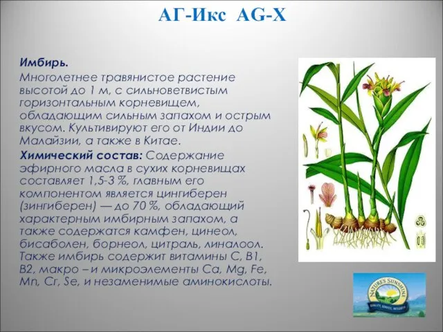АГ-Икс AG-X Имбирь. Многолетнее травянистое растение высотой до 1 м, с сильноветвистым