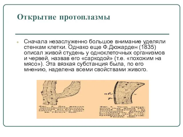 Открытие протоплазмы Сначала незаслуженно большое внимание уделяли стенкам клетки. Однако еще Ф.Дюжарден