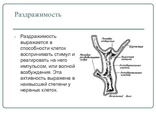 Раздражимость Раздражимость выражается в способности клеток воспринимать стимул и реагировать на него