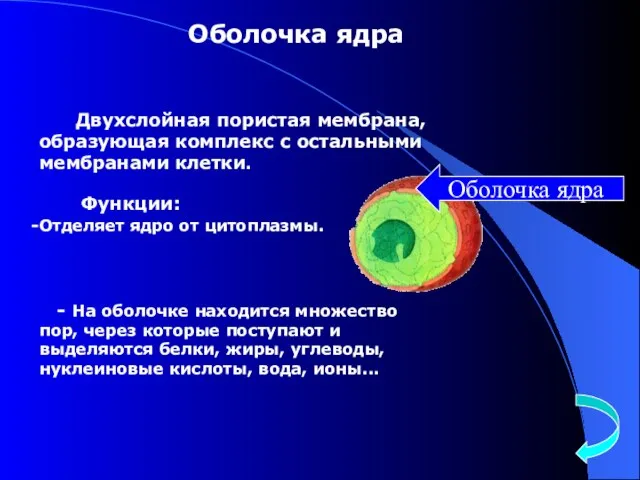 Двухслойная пористая мембрана, образующая комплекс с остальными мембранами клетки. Функции: Отделяет ядро