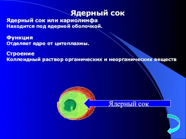 Ядерный сок Ядерный сок или кариолимфа Находится под ядерной оболочкой. Функция Отделяет