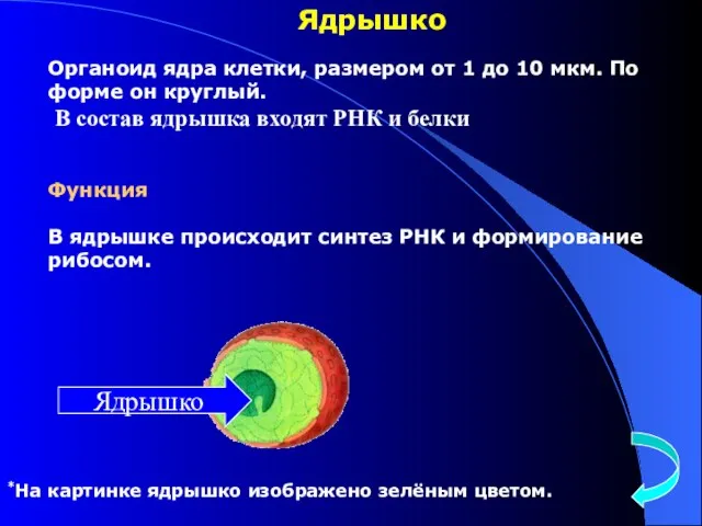 Ядрышко Органоид ядра клетки, размером от 1 до 10 мкм. По форме