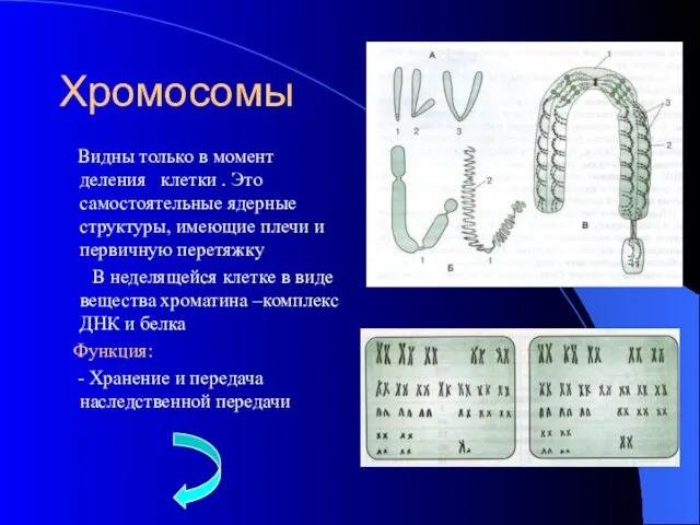 Хромосомы Видны только в момент деления клетки . Это самостоятельные ядерные структуры,