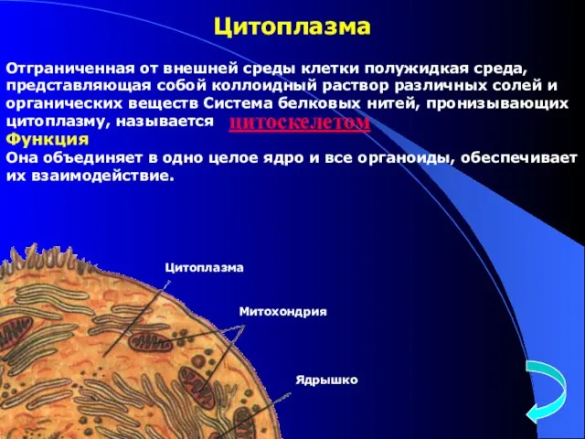 Цитоплазма Митохондрия Ядрышко Цитоплазма Отграниченная от внешней среды клетки полужидкая среда, представляющая