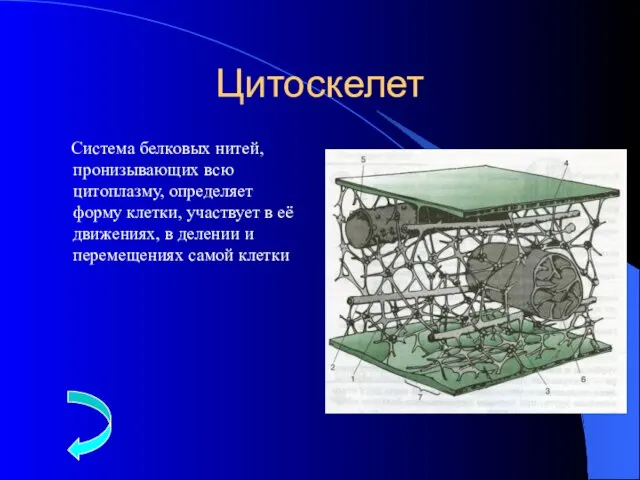 Цитоскелет Система белковых нитей, пронизывающих всю цитоплазму, определяет форму клетки, участвует в