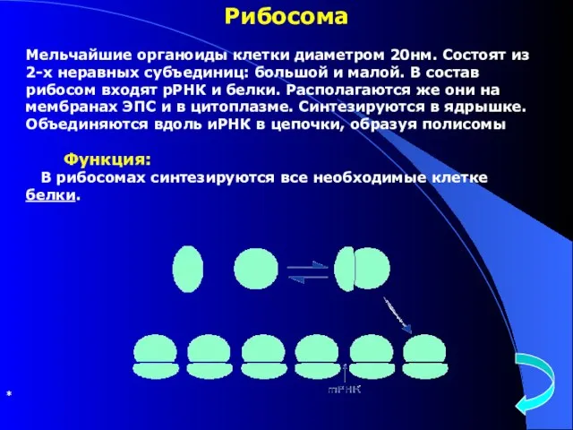 Рибосома Мельчайшие органоиды клетки диаметром 20нм. Состоят из 2-х неравных субъединиц: большой