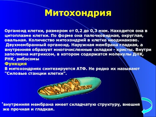 Митохондрия Органоид клетки, размером от 0,2 до 0,3 мкм. Находится она в