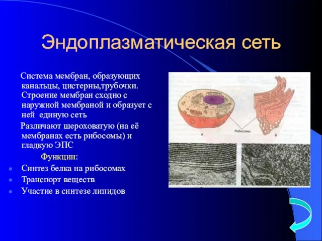 Эндоплазматическая сеть Система мембран, образующих канальцы, цистерны,трубочки. Строение мембран сходно с наружной