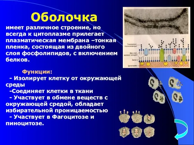 Оболочка имеет различное строение, но всегда к цитоплазме прилегает плазматическая мембрана –тонкая