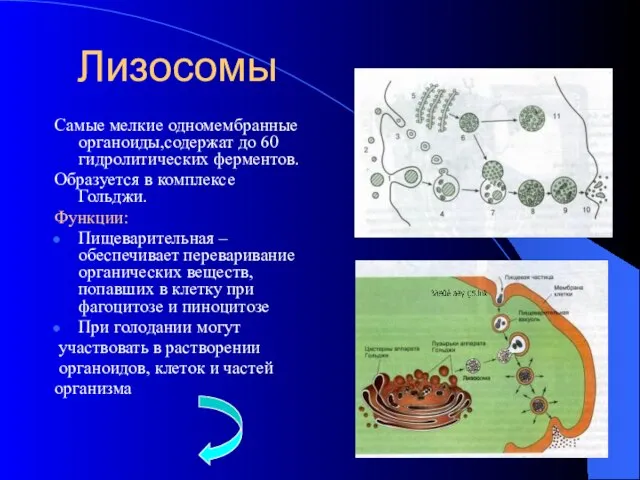 Лизосомы Самые мелкие одномембранные органоиды,содержат до 60 гидролитических ферментов. Образуется в комплексе