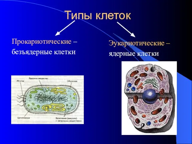 Типы клеток Прокариотические – безъядерные клетки Эукариотические – ядерные клетки