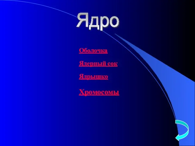 Ядро Оболочка Ядерный сок Ядрышко Хромосомы