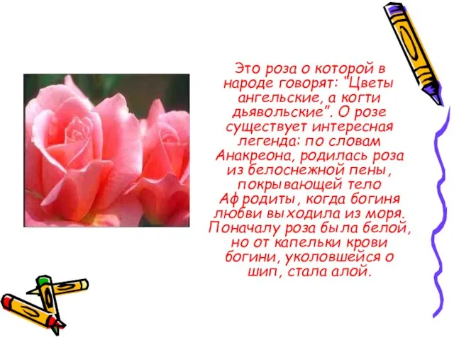 Это роза о которой в народе говорят: “Цветы ангельские, а когти дьявольские”.