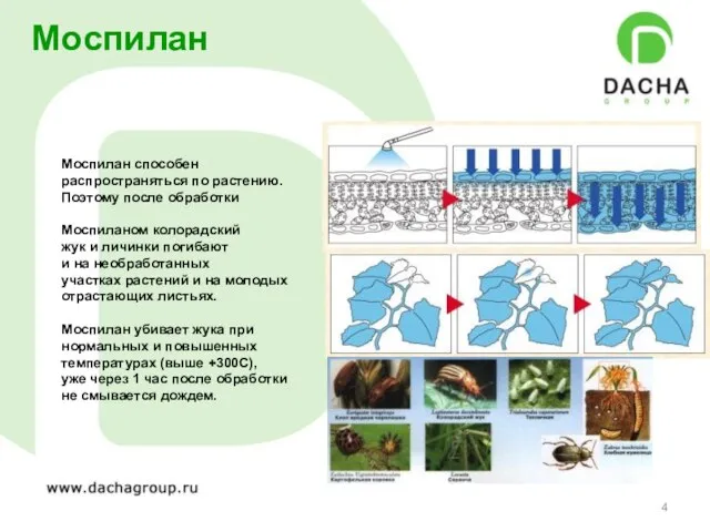 Моспилан Моспилан способен распространяться по растению. Поэтому после обработки Моспиланом колорадский жук