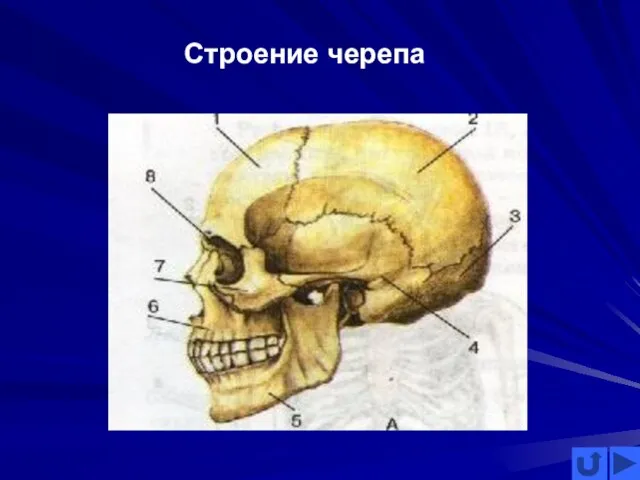 Строение черепа