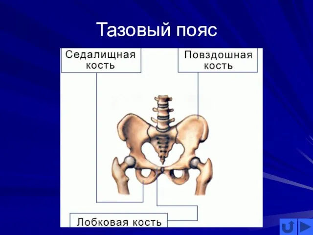 Тазовый пояс