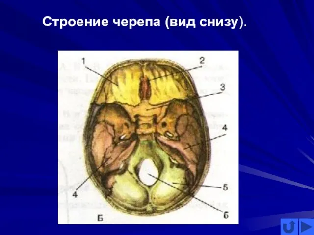 Строение черепа (вид снизу).