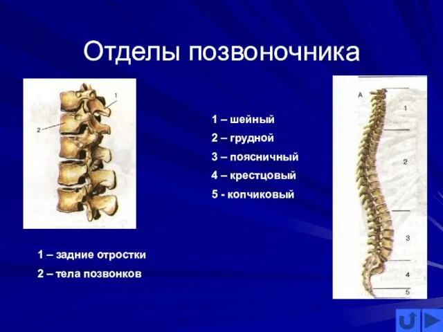 Отделы позвоночника 1 – шейный 2 – грудной 3 – поясничный 4