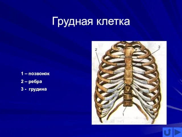 Грудная клетка 1 – позвонок 2 – ребра 3 - грудина