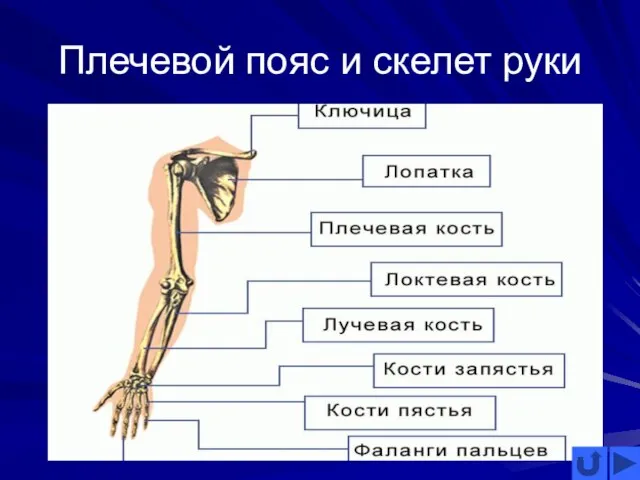 Плечевой пояс и скелет руки