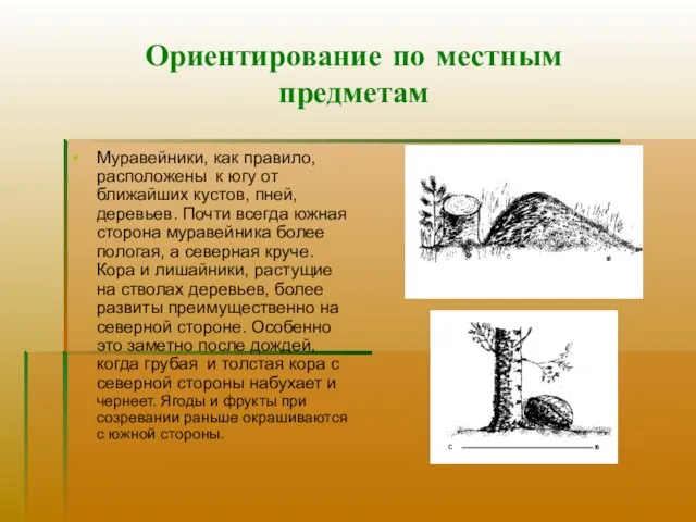 Ориентирование по местным предметам Муравейники, как правило, расположены к югу от ближайших