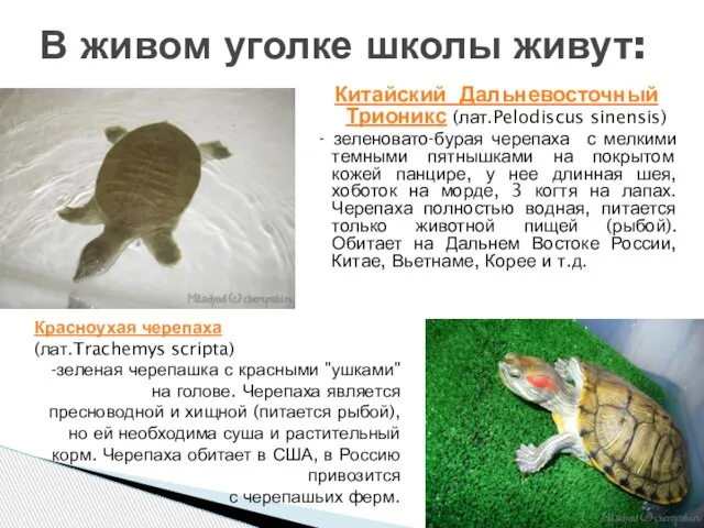 Китайский Дальневосточный Трионикс (лат.Pelodiscus sinensis) - зеленовато-бурая черепаха с мелкими темными пятнышками