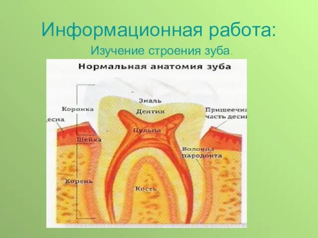Информационная работа: Изучение строения зуба.