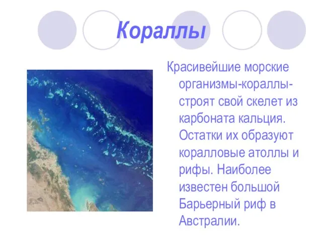 Кораллы Красивейшие морские организмы-кораллы-строят свой скелет из карбоната кальция. Остатки их образуют