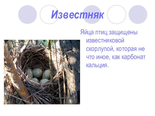 Известняк Яйца птиц защищены известняковой скорлупой, которая не что иное, как карбонат кальция.