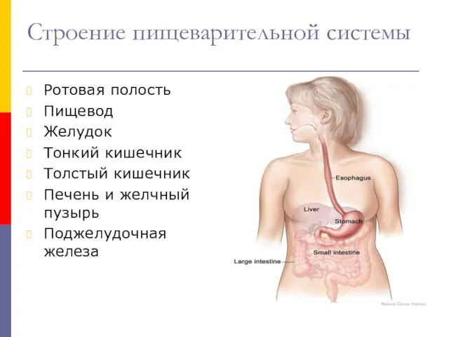 Строение пищеварительной системы Ротовая полость Пищевод Желудок Тонкий кишечник Толстый кишечник Печень