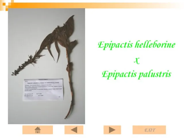 Epipactis helleborine x Epipactis palustris