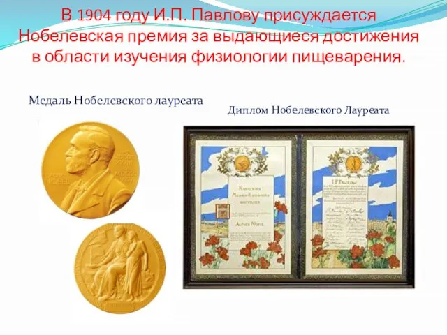 В 1904 году И.П. Павлову присуждается Нобелевская премия за выдающиеся достижения в