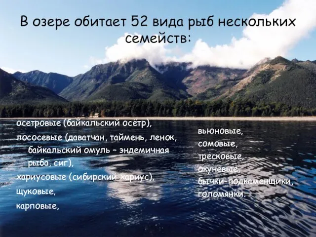 В озере обитает 52 вида рыб нескольких семейств: осетровые (байкальский осётр), лососевые